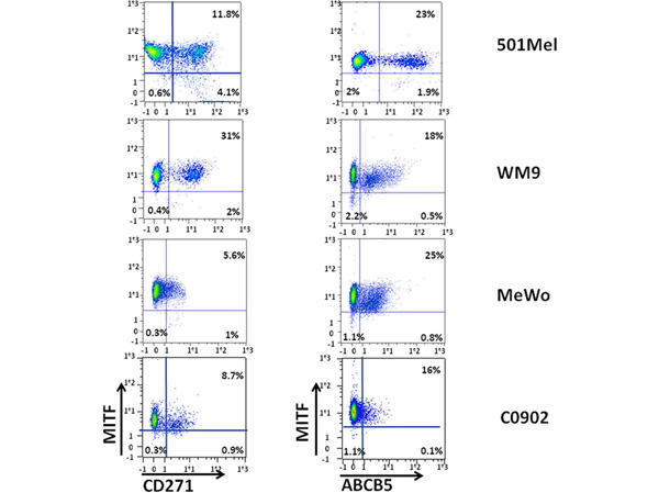 Flow Cytometry using ABCB5