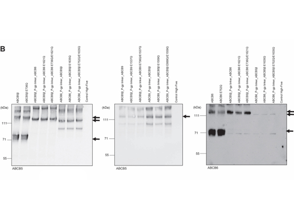 Western Blot using ABCB5