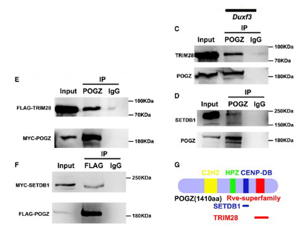Immunoprecipitation using POGZ