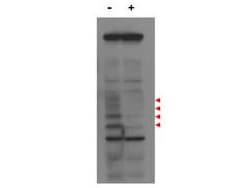 Anti-MLF1IP / PBIP1 Antibody - Western Blot
