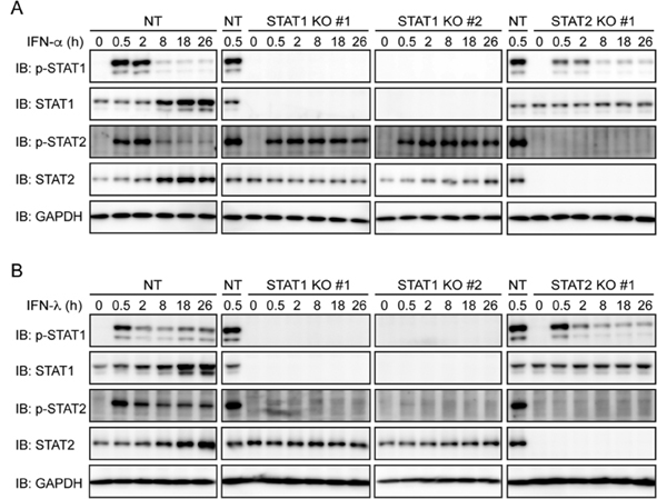 Western Blot using STAT2 pY690