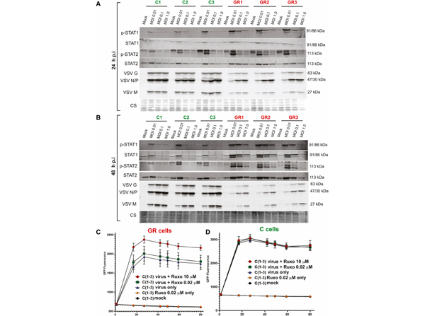 Western Blot using STAT2 pY690