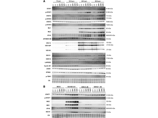 Western Blot using STAT2 pY690