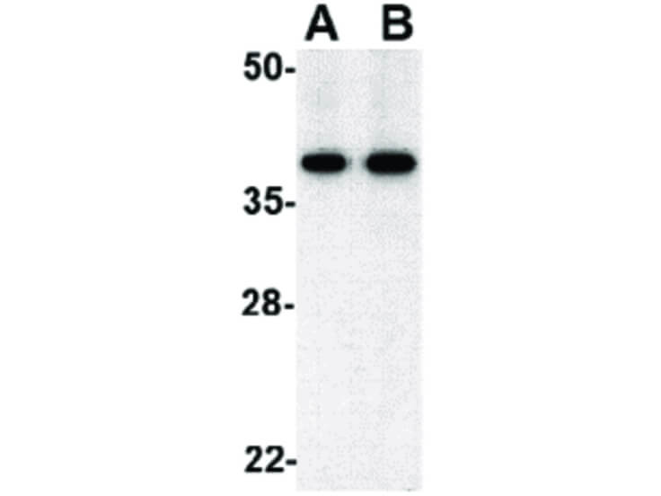 Western Blot of Bub3 Antibody