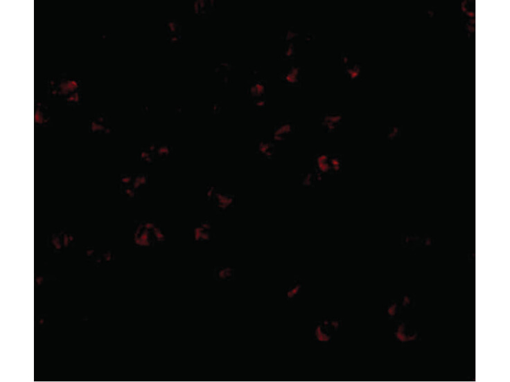 Immunofluorescence of Bub3 Antibody
