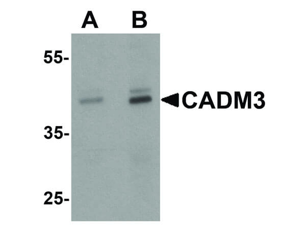 Western Blot of CADM3 Antibody