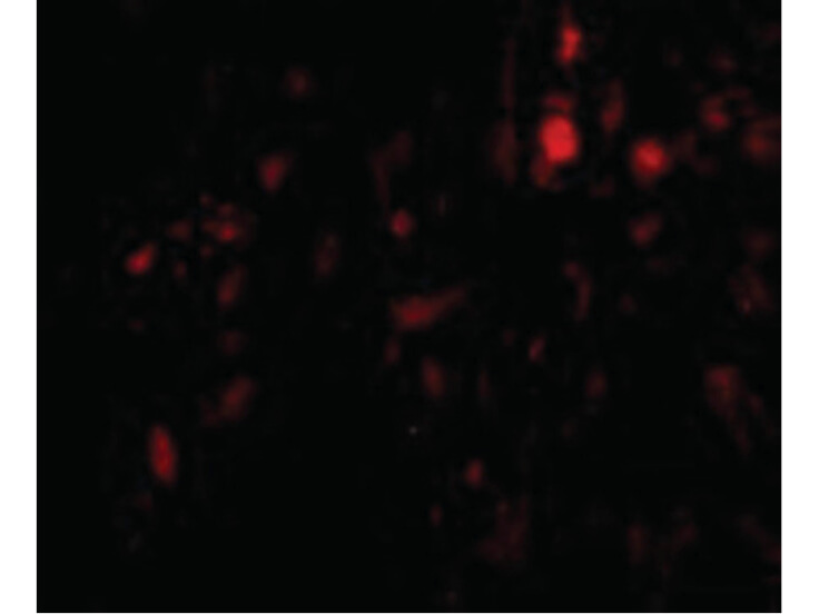 Immunofluorescence of CAPN6 Antibody