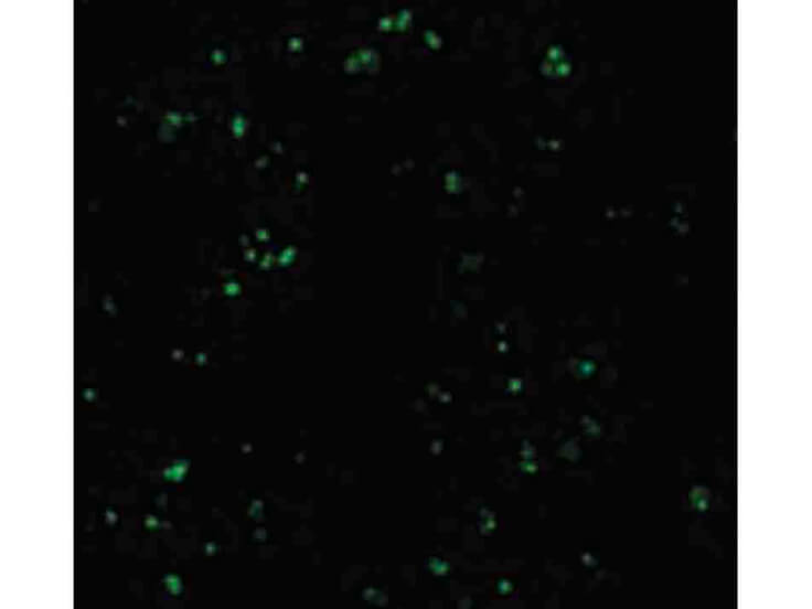 Immunofluorescence of CARD8 Antibody