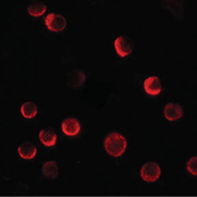 Immunofluorescence of Rabbit Anti-Caskin2 Antibody.