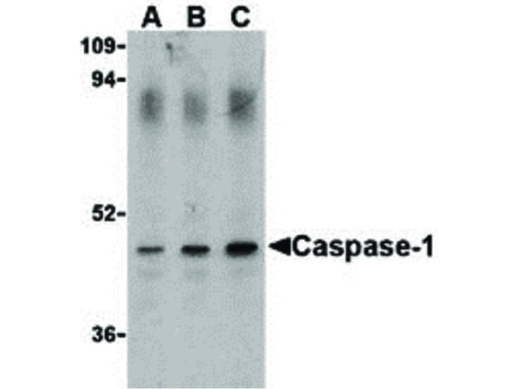 Western Blot of Caspase-1 Antibody