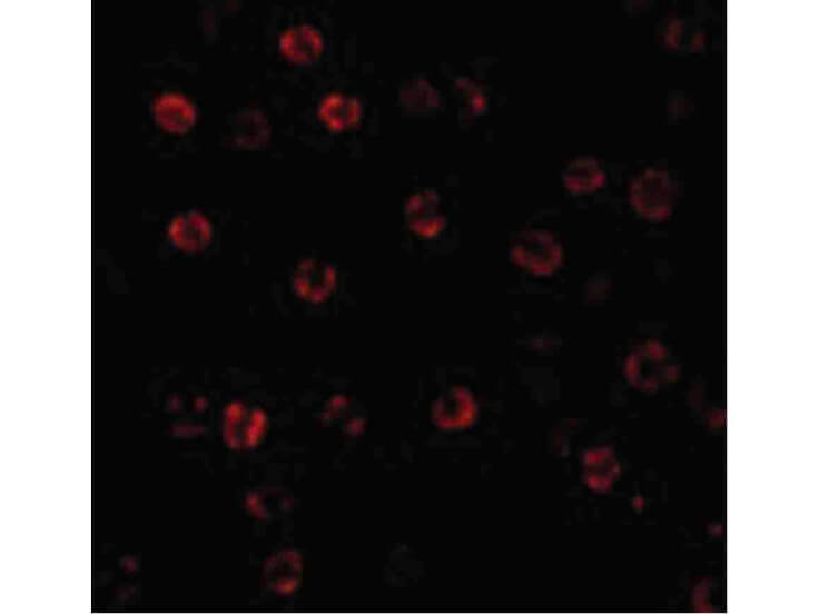 Immunofluorescence of Caspase-1 Antibody