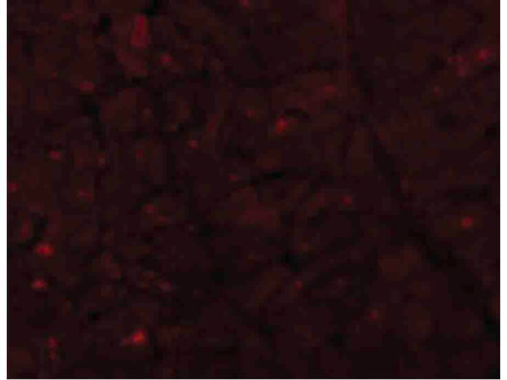 Immunofluorescence of Caspase-12 Antibody (Large)