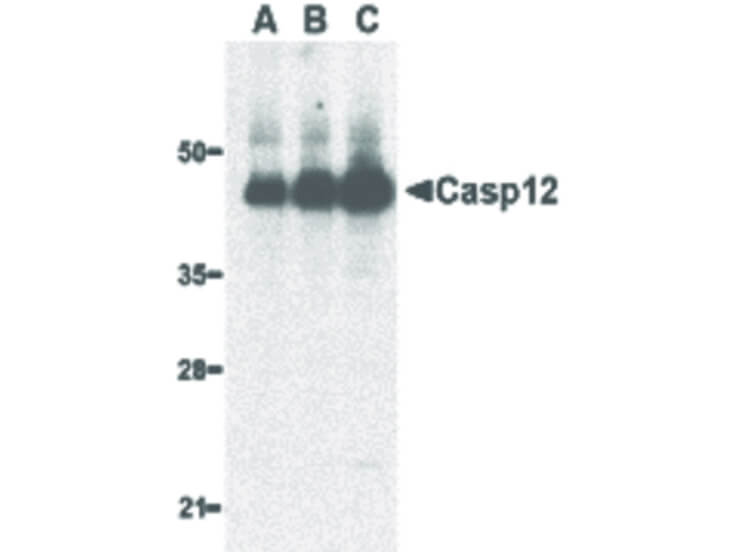 Western Blot of Caspase-12 Antibody (Large)