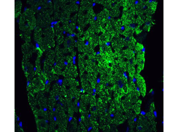 Immunofluorescence Validation of Caspase-12.