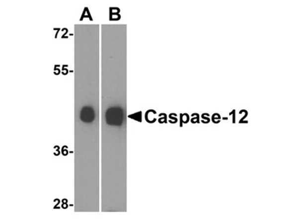 Western Blot Validation of Caspase 12.