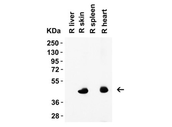 Western Blot Validation of Caspase 12.