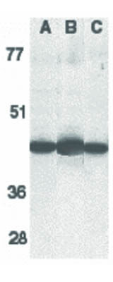 Western Blot of Caspase-13 Antibody