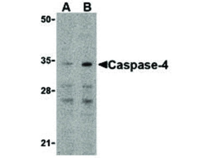 Western Blot of Caspase-4 Antibody