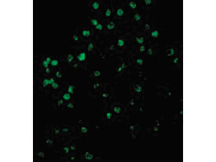 Immunofluorescence of Caspase-4 Antibody