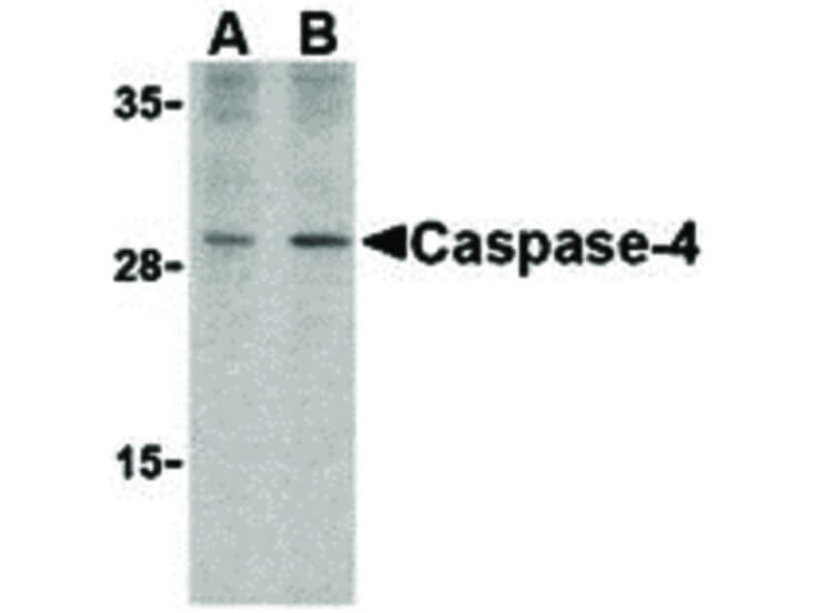 Western Blot of Caspase-4 Antibody