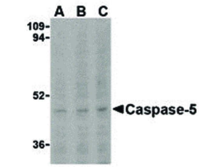 Western Blot of Caspase-5 Antibody