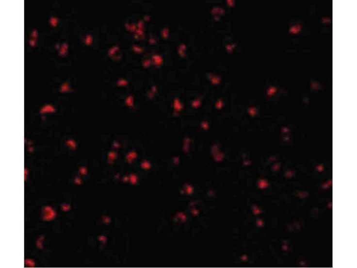 Immunofluorescence of Caspase-5 Antibody