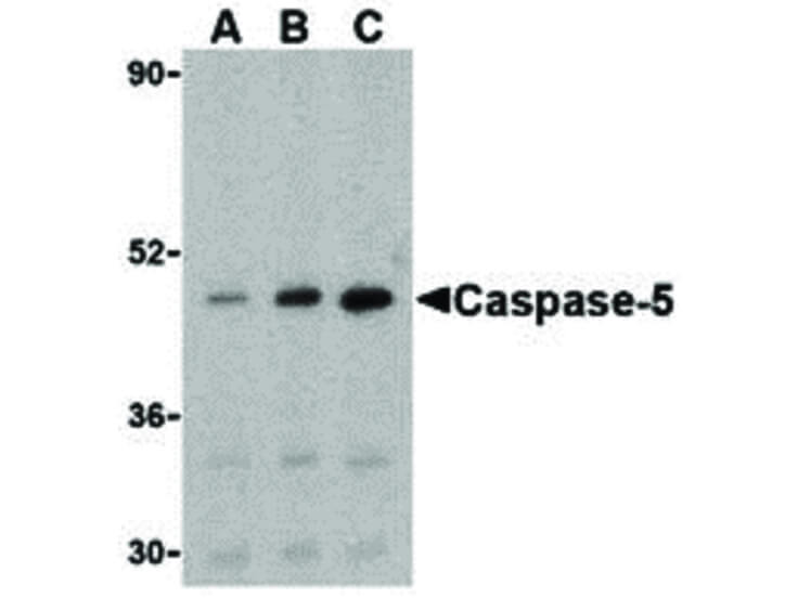 Western Blot of Caspase-5 Antibody