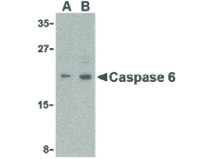 Western Blot of Caspase-6 Antibody
