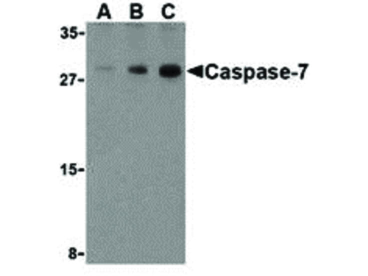 Western Blot of Caspase-7 Antibody