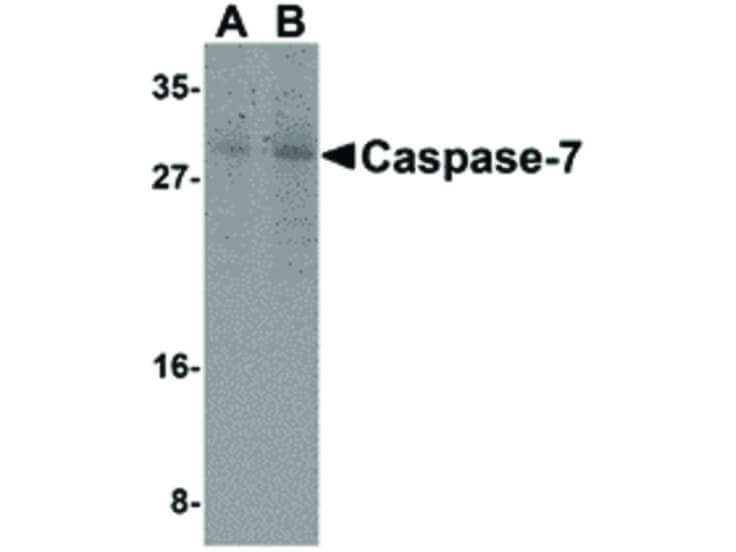 Western Blot of Caspase-7 Antibody
