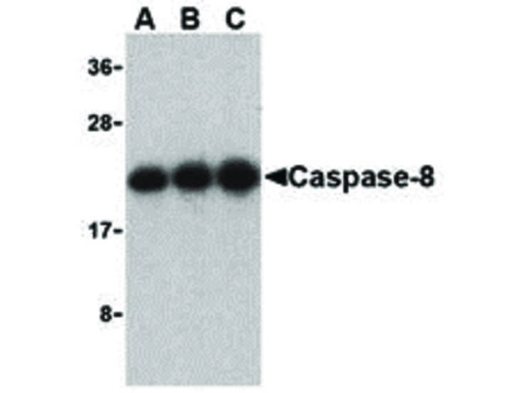 Western Blot of Caspase-8 Antibody