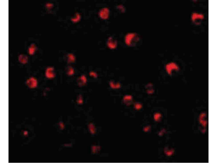 Immunofluorescence of Caspase-8 Antibody