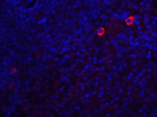 Immunofluorescence Validation of Caspase-8