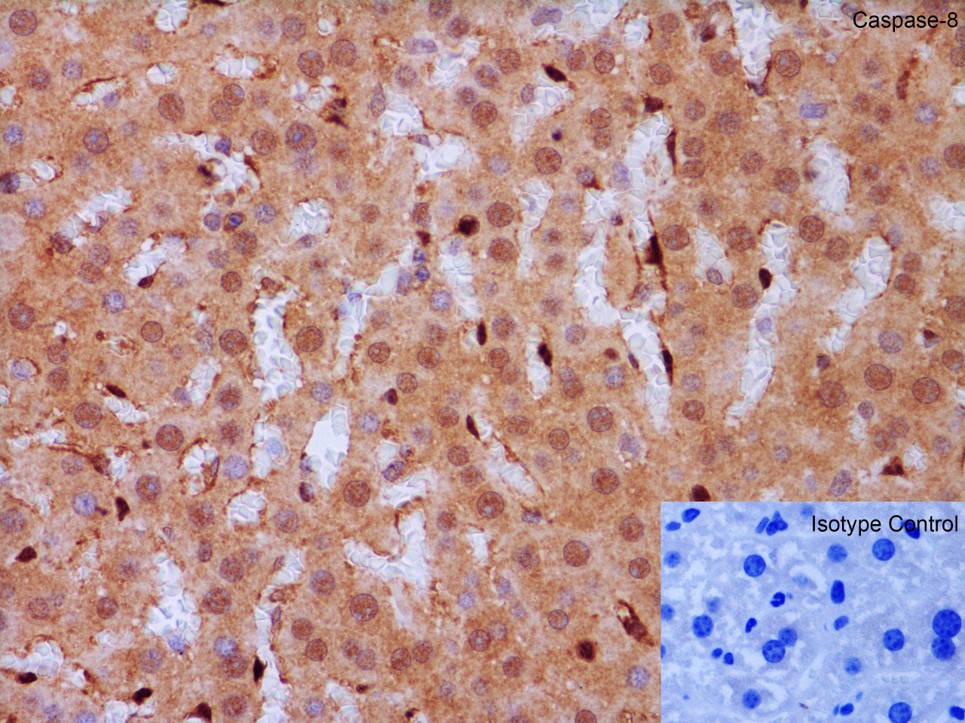 Immunohistochemistry Validation of Caspase-8