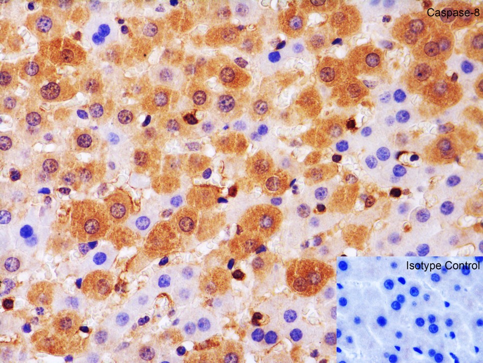 Immunohistochemistry Validation of Caspase-8