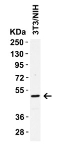 Western Blot using Caspase 8