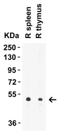 Western Blot using Caspase 8
