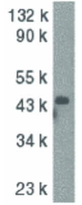 Western Blot of Caspase-9 Antibody