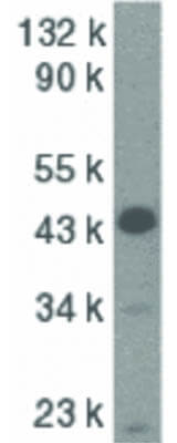 Western Blot of Caspase-9 Antibody