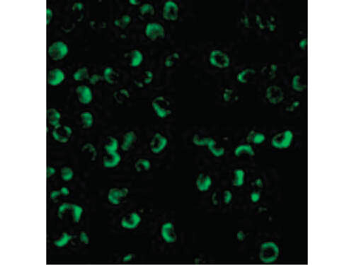 Immunofluorescence of Caspase-9 Antibody