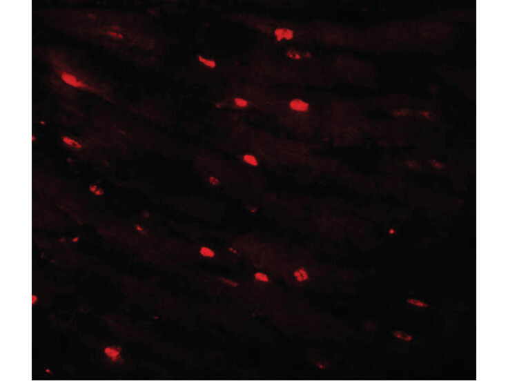 Immunofluorescence of CAZIP Antibody
