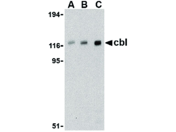 Western Blot of Cbl Antibody