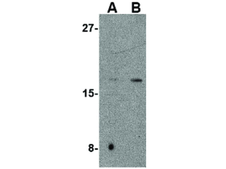 Western Blot of CDNF Antibody