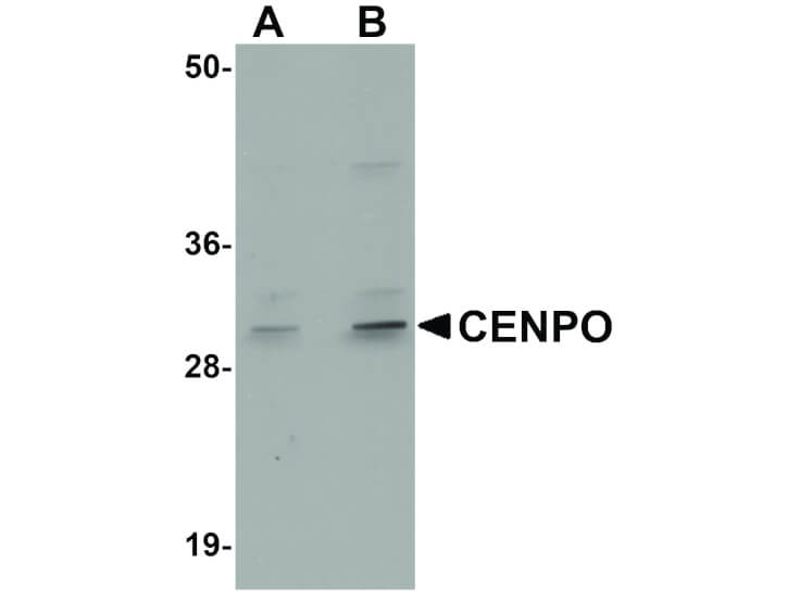 Western Blot of CENPO Antibody