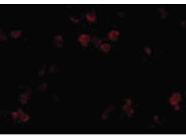 Immunofluorescence of CD81 Antibody
