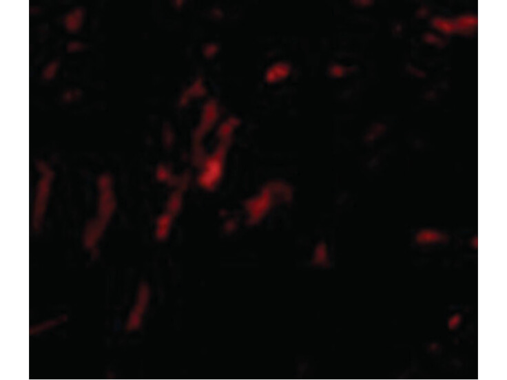 Immunofluorescence of CDCA8 Antibody