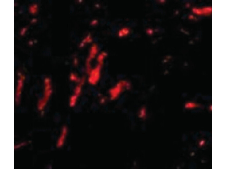 Immunofluorescence of CDCA8 Antibody