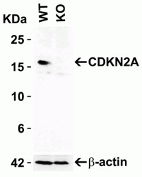 Western Blot using CDKN2A