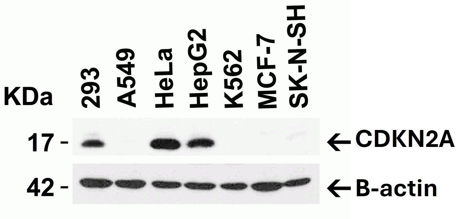 Western Blot using CDKN2A