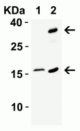 Western Blot using CDKN2A